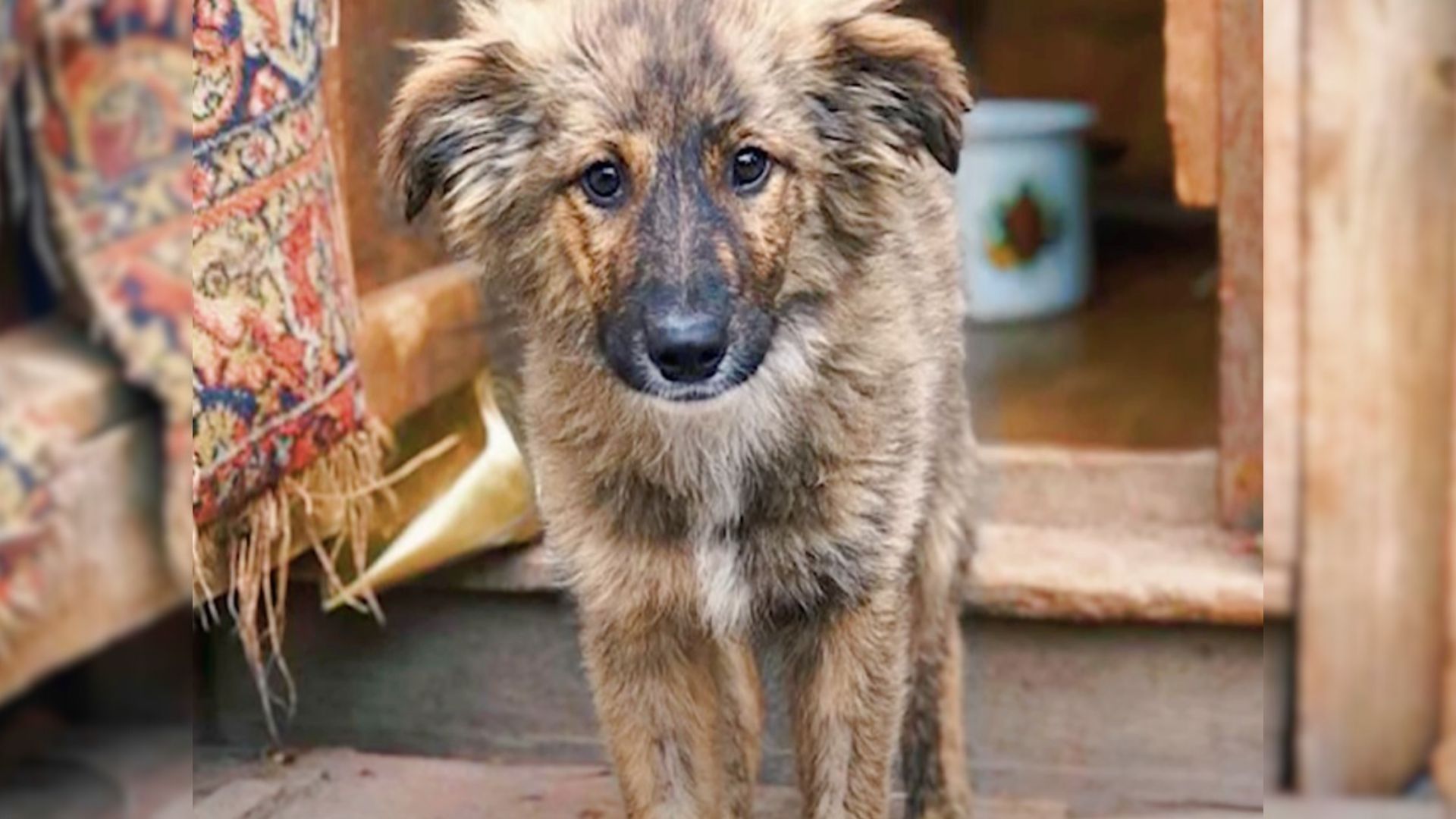 cute brown puppy
