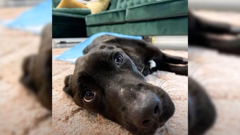 an abandoned dog experiences the happiest moments