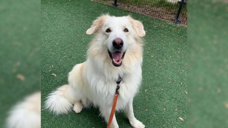 cute white dog