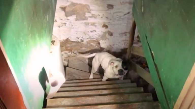 dog in the basement