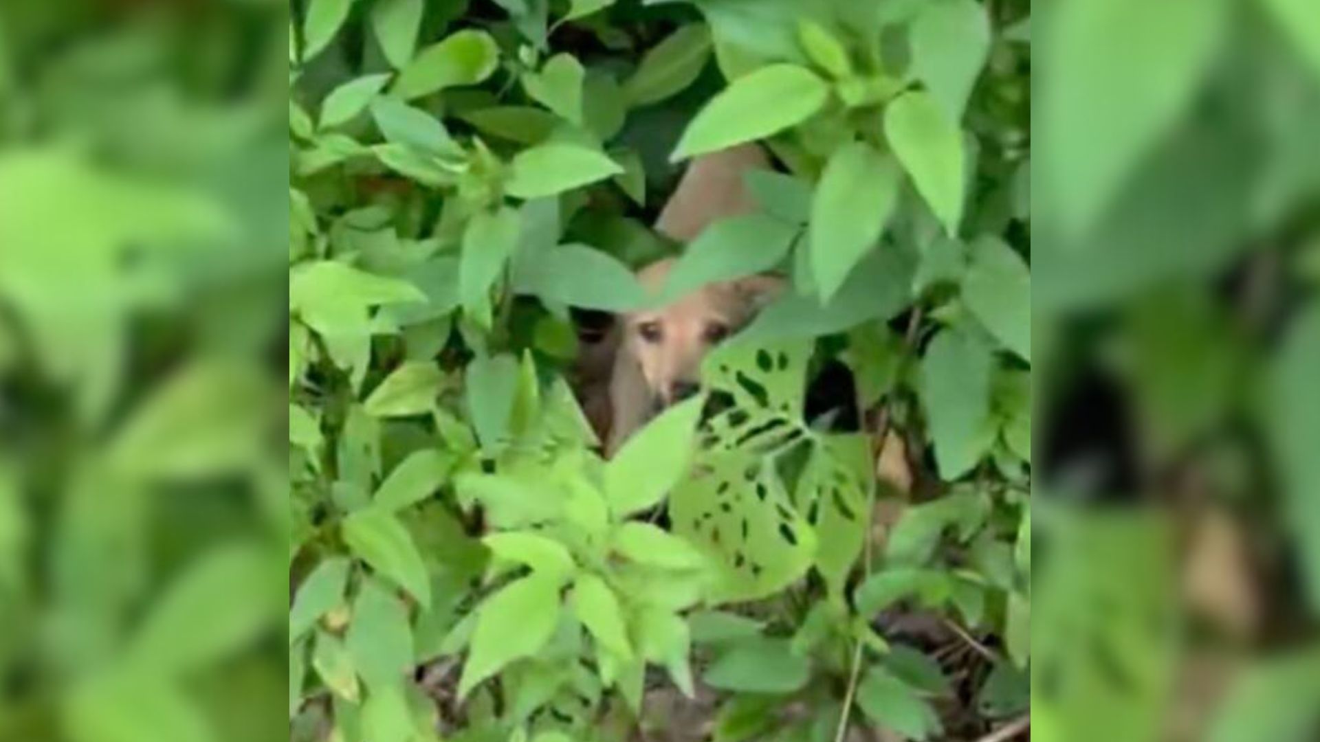 rescuing a dog in the forest