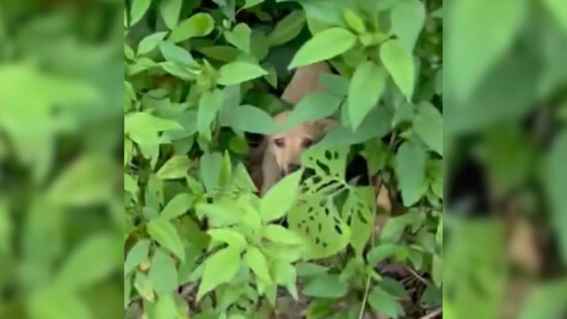 rescuing a dog in the forest