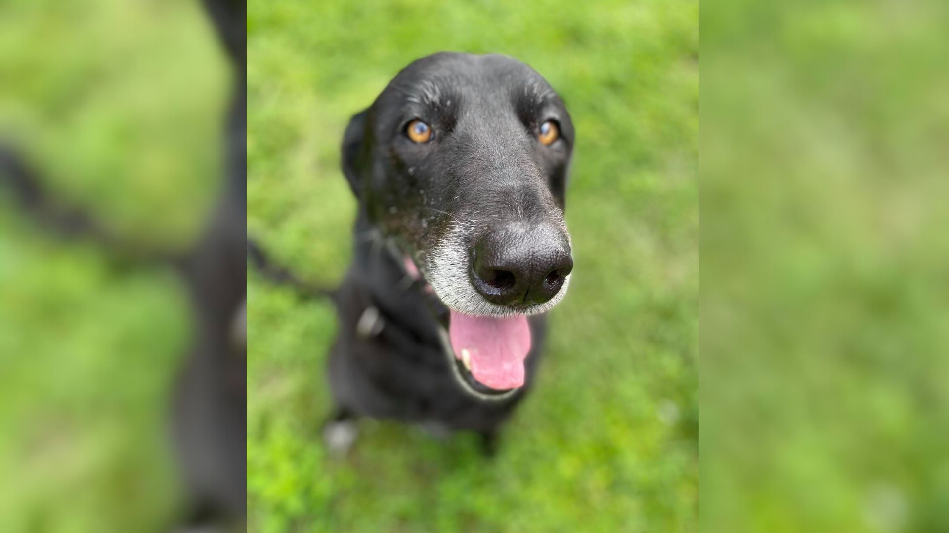 black dog sitting on a grass