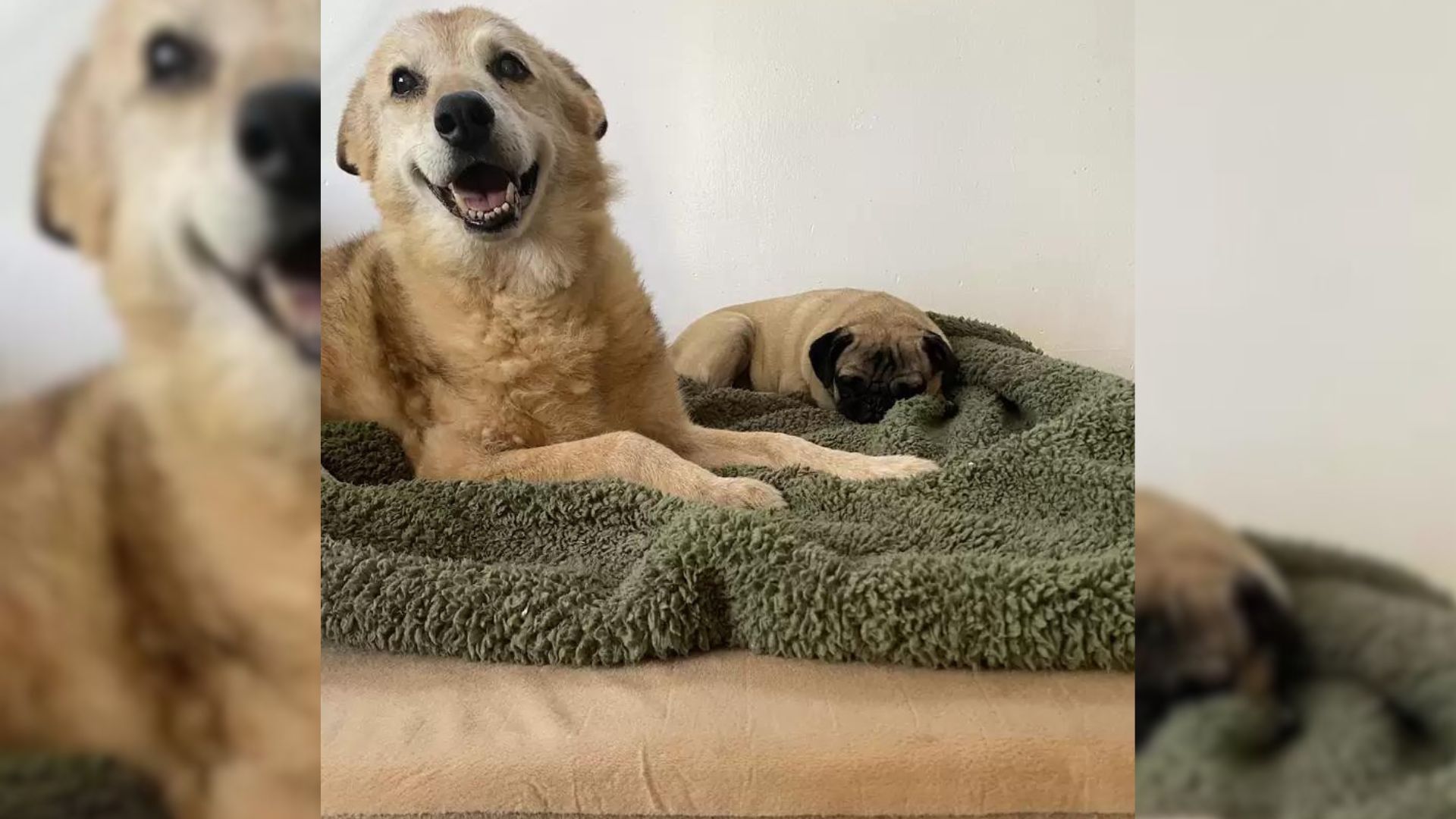 very happy dog and sleepy dog