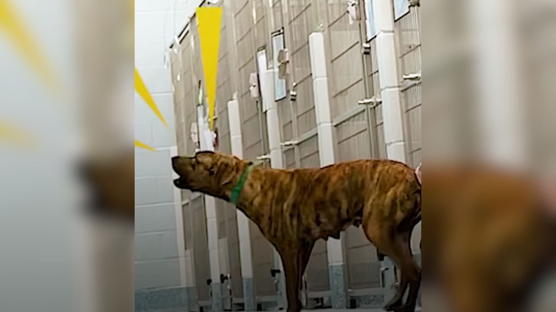Dog Was Almost Euthanized For Being ‘Aggressive’ But Then A Miracle Happened At The Last Moment