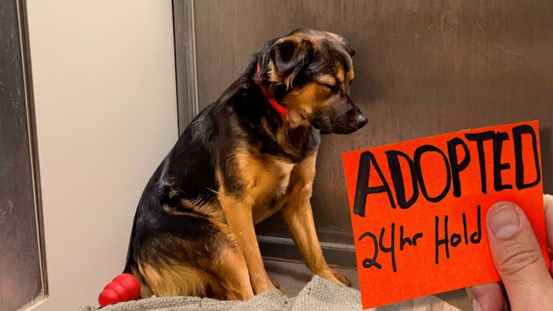 adopted dog