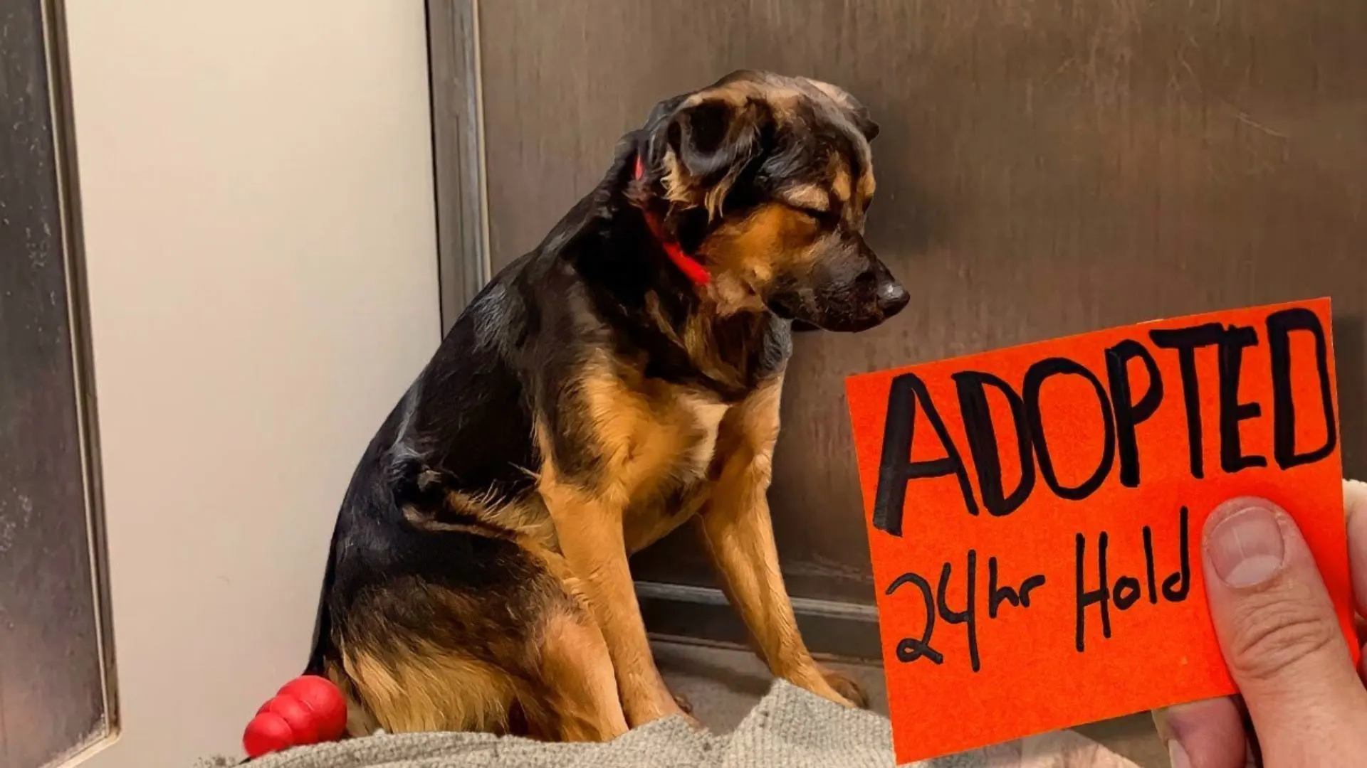 adopted dog