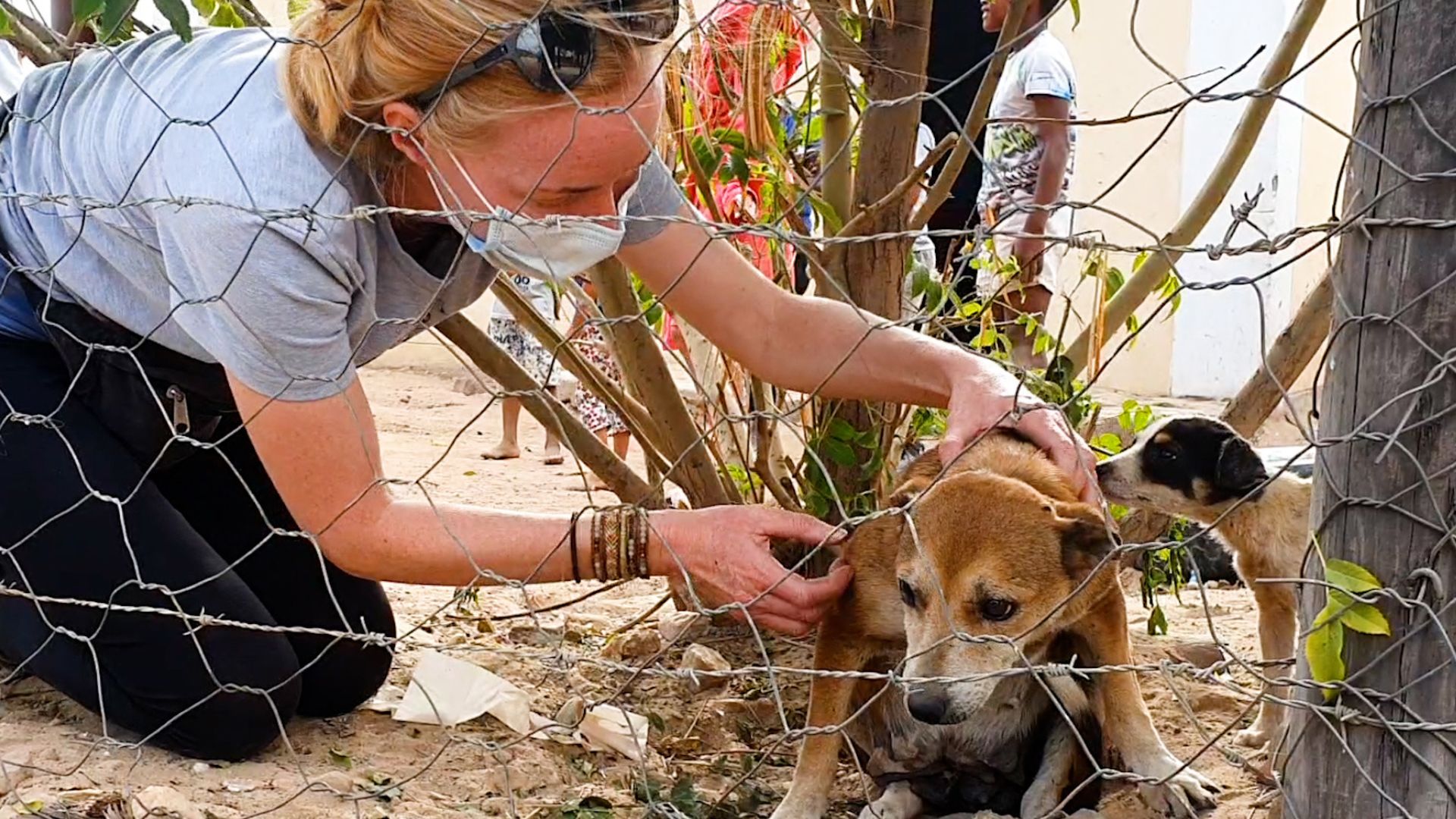 woman helping the bullied dog