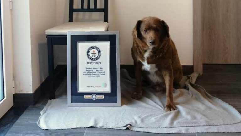 Oldest dog on planet