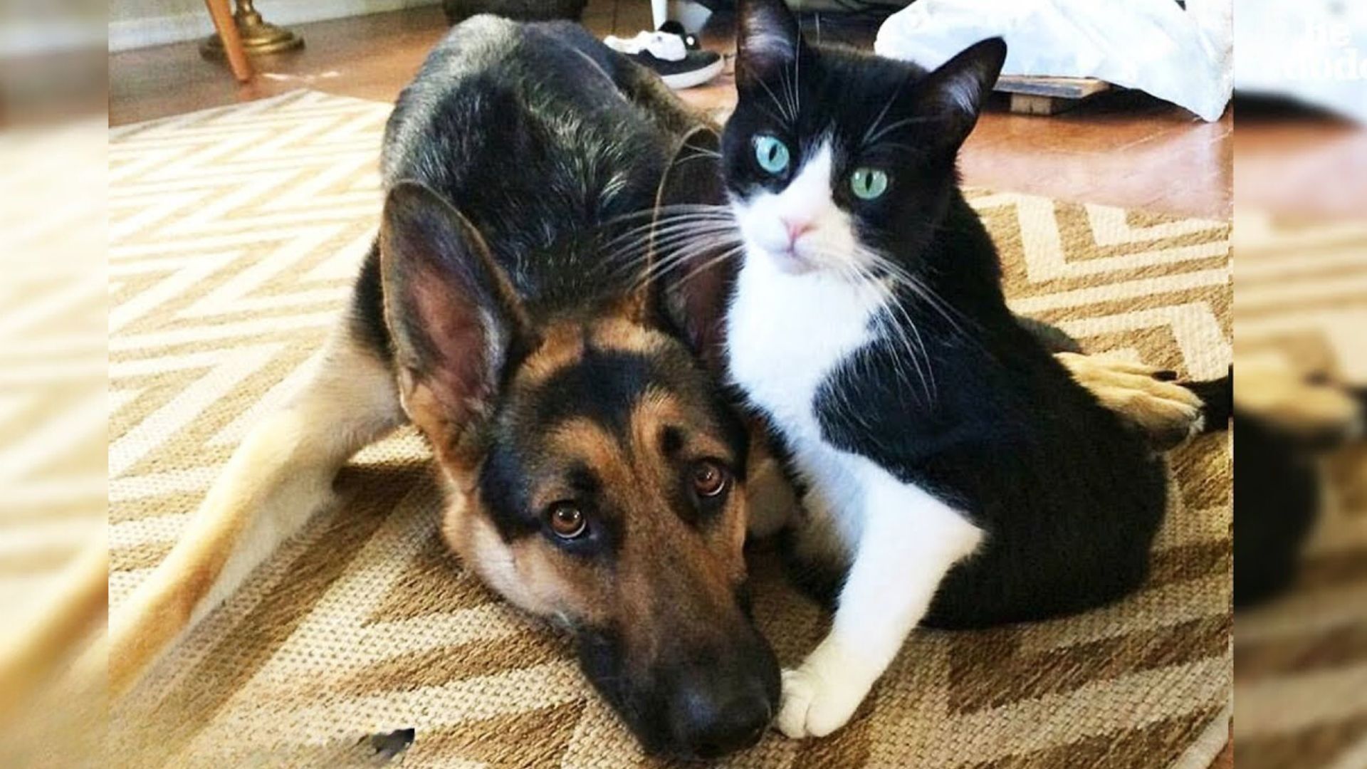 bestfriends cat and dog