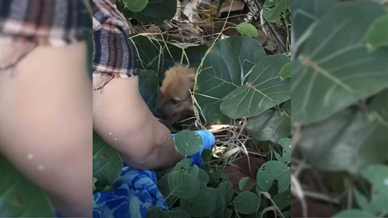 dog in a bushes