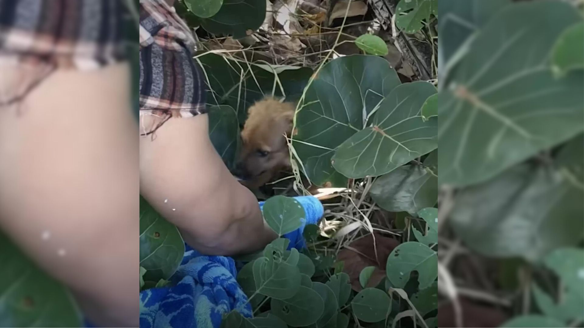 Couple Shocked To Discover A Tiny Surprise Hiding In Bushes