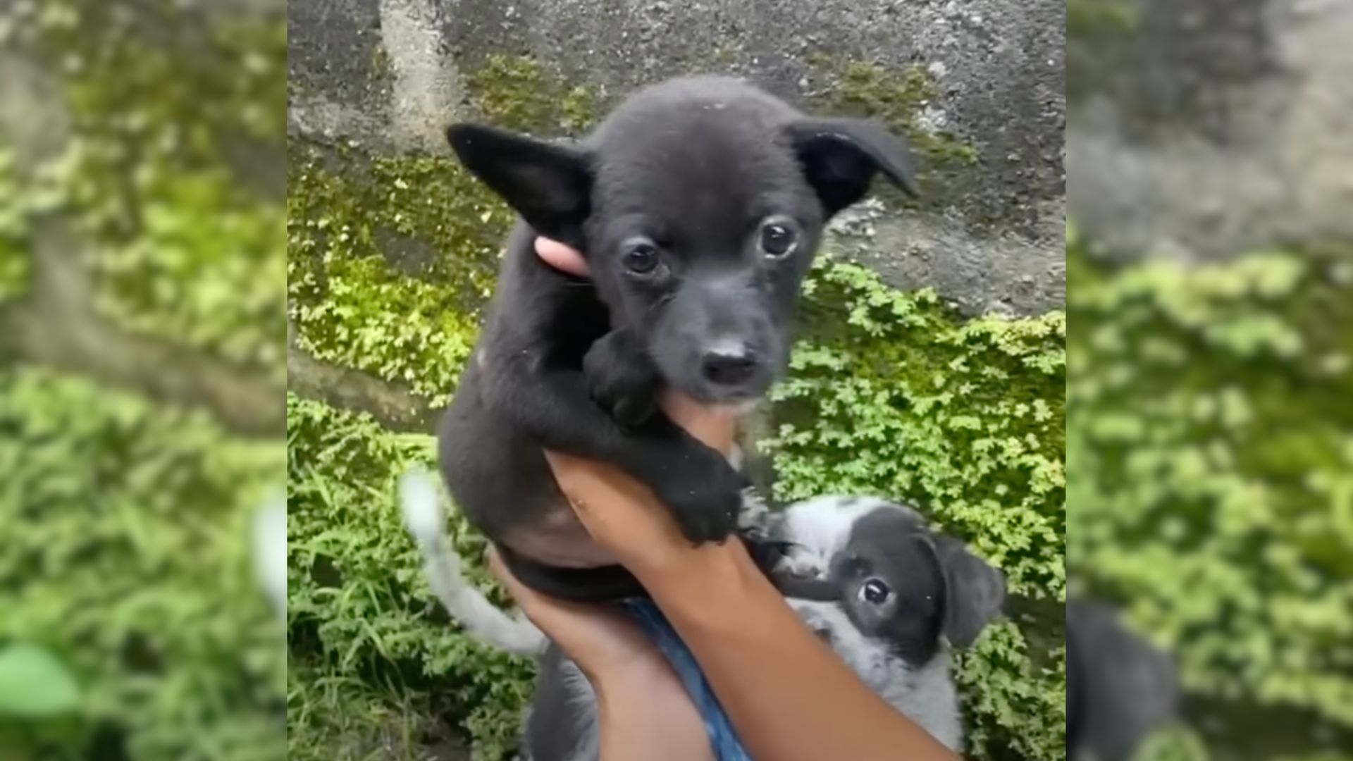 photo of little black puppy