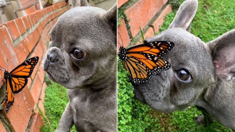 gray dog and butterfly
