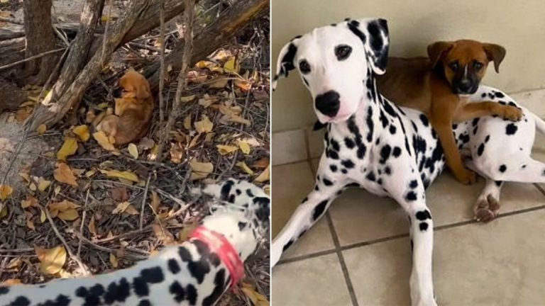 Dalmatian Saves A Scared Little Puppy
