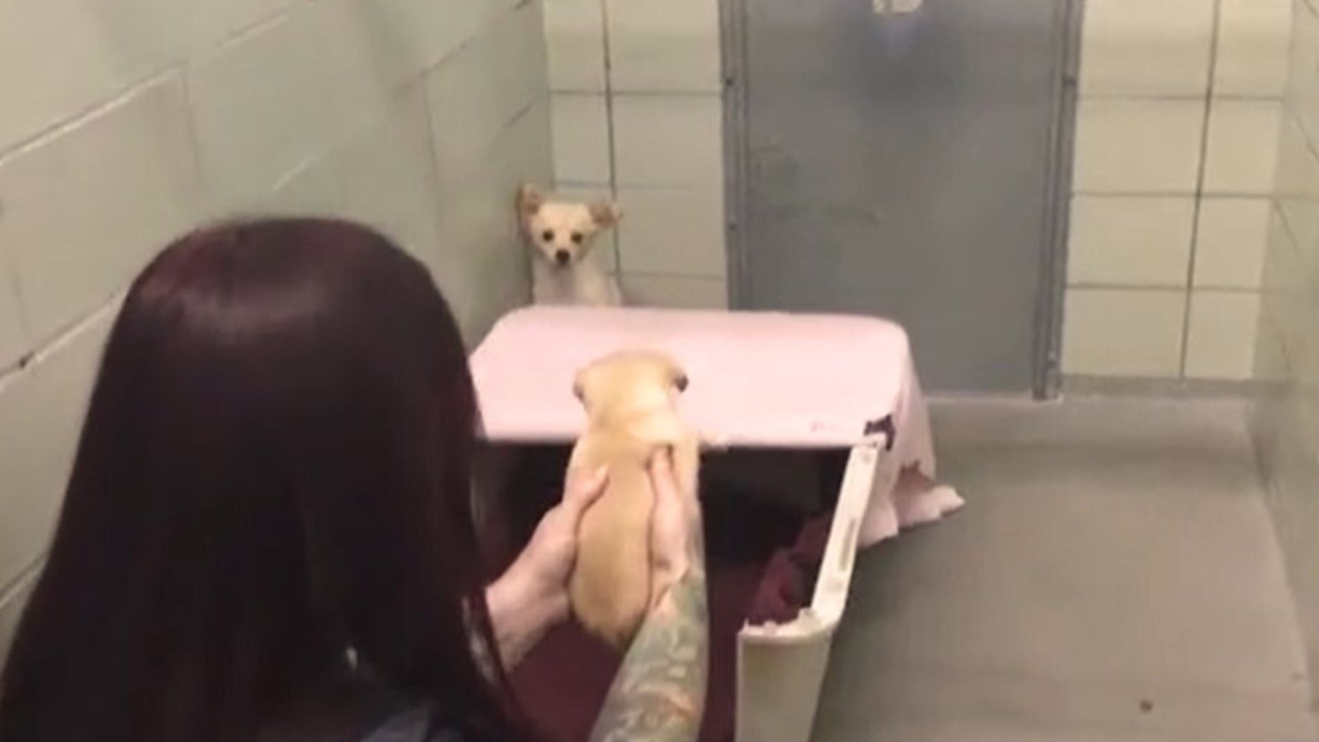 mama dog sitting in the corner while a woman holds up her little puppy