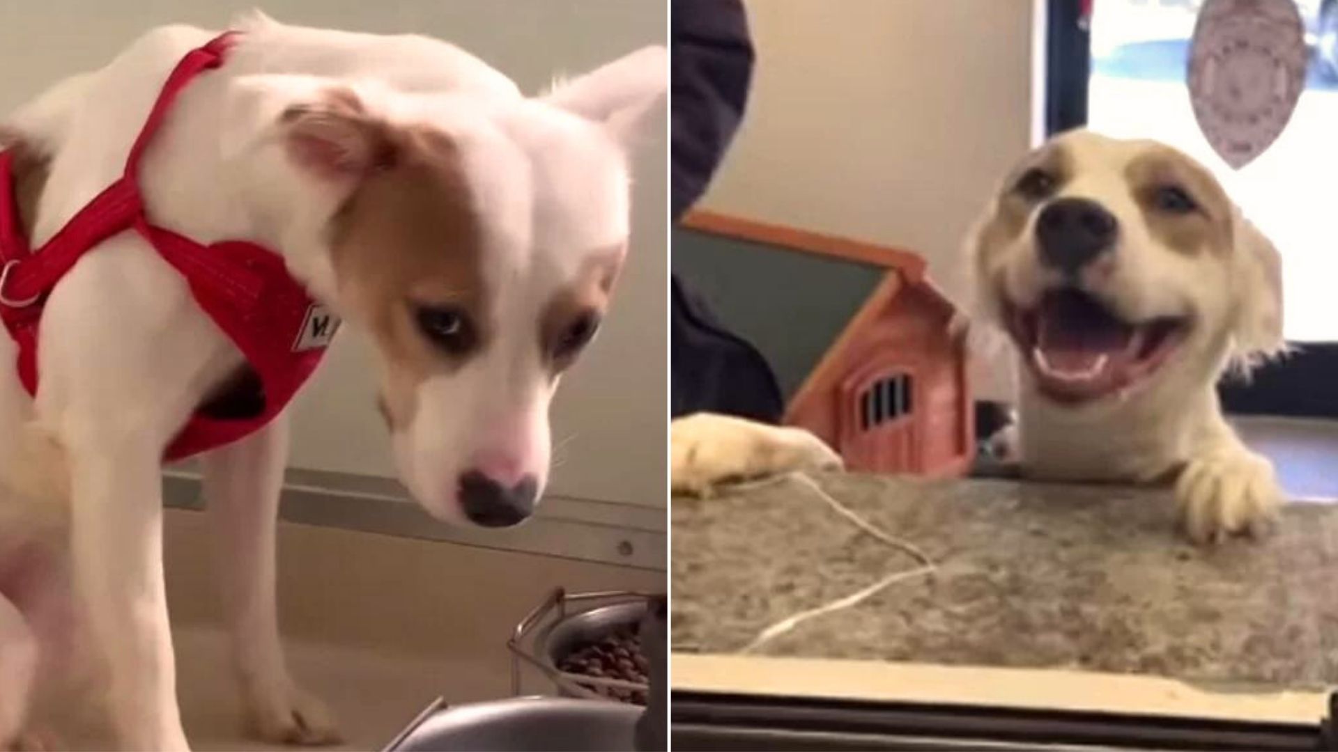 sad shelter dog
