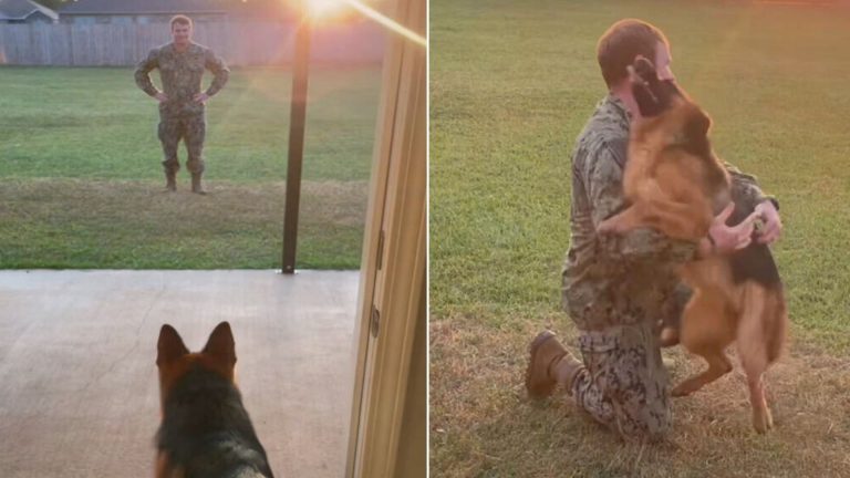 the dog does not believe what he saw in front of the door