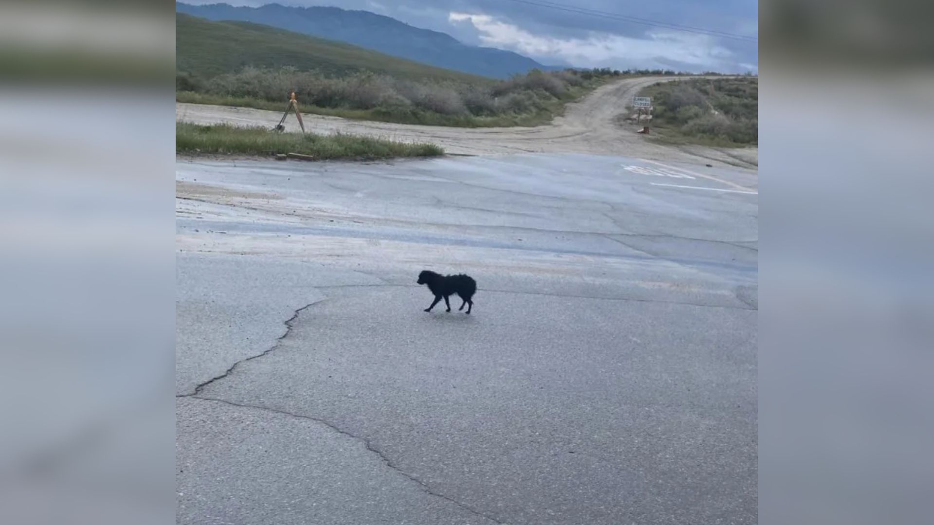 dog standing next to a road sign