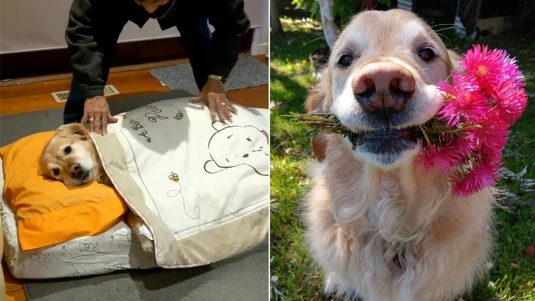 dog with flowers in his mouth