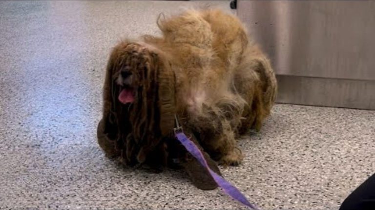 dog in a bad condition