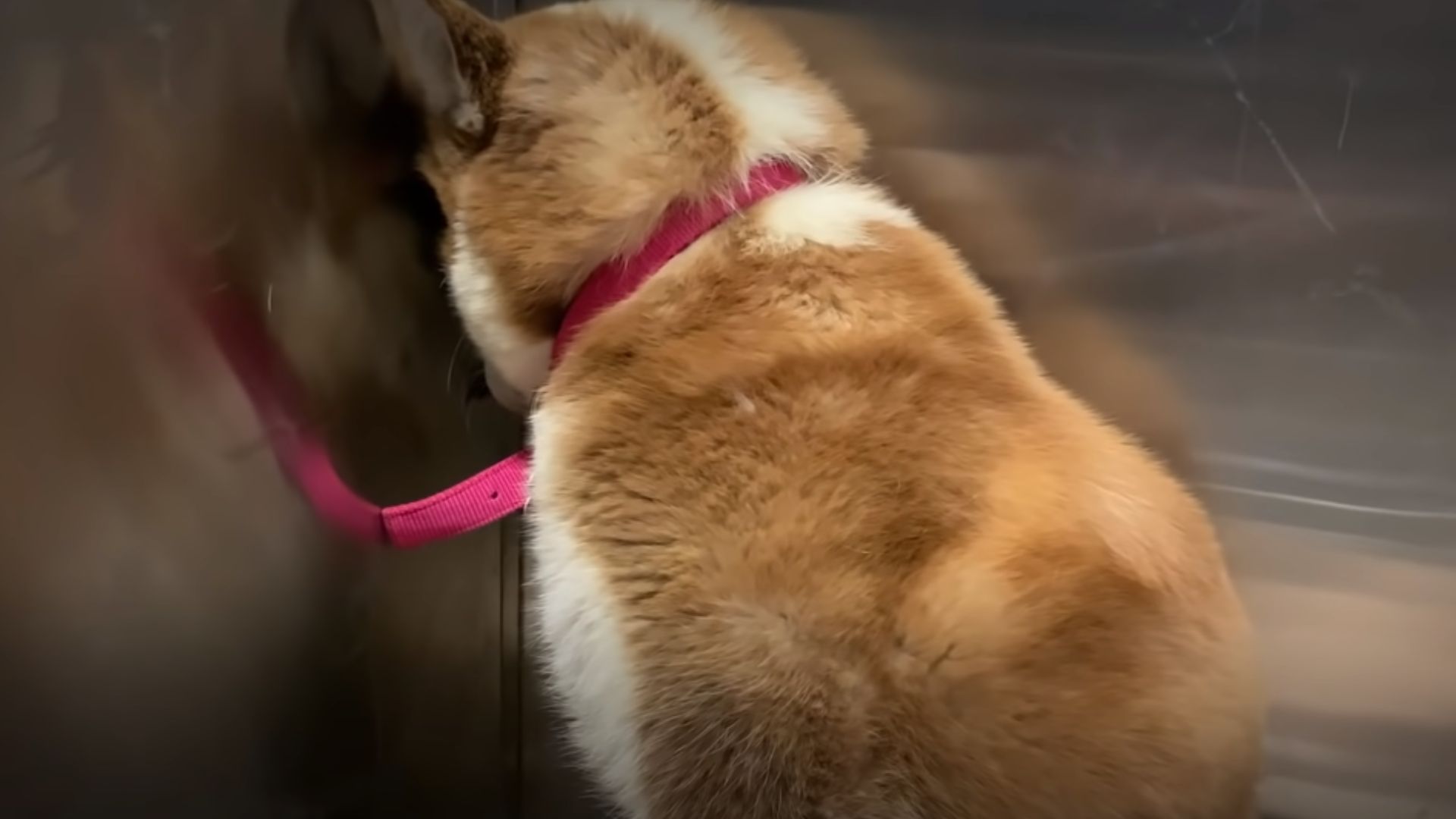dog starring in the corner