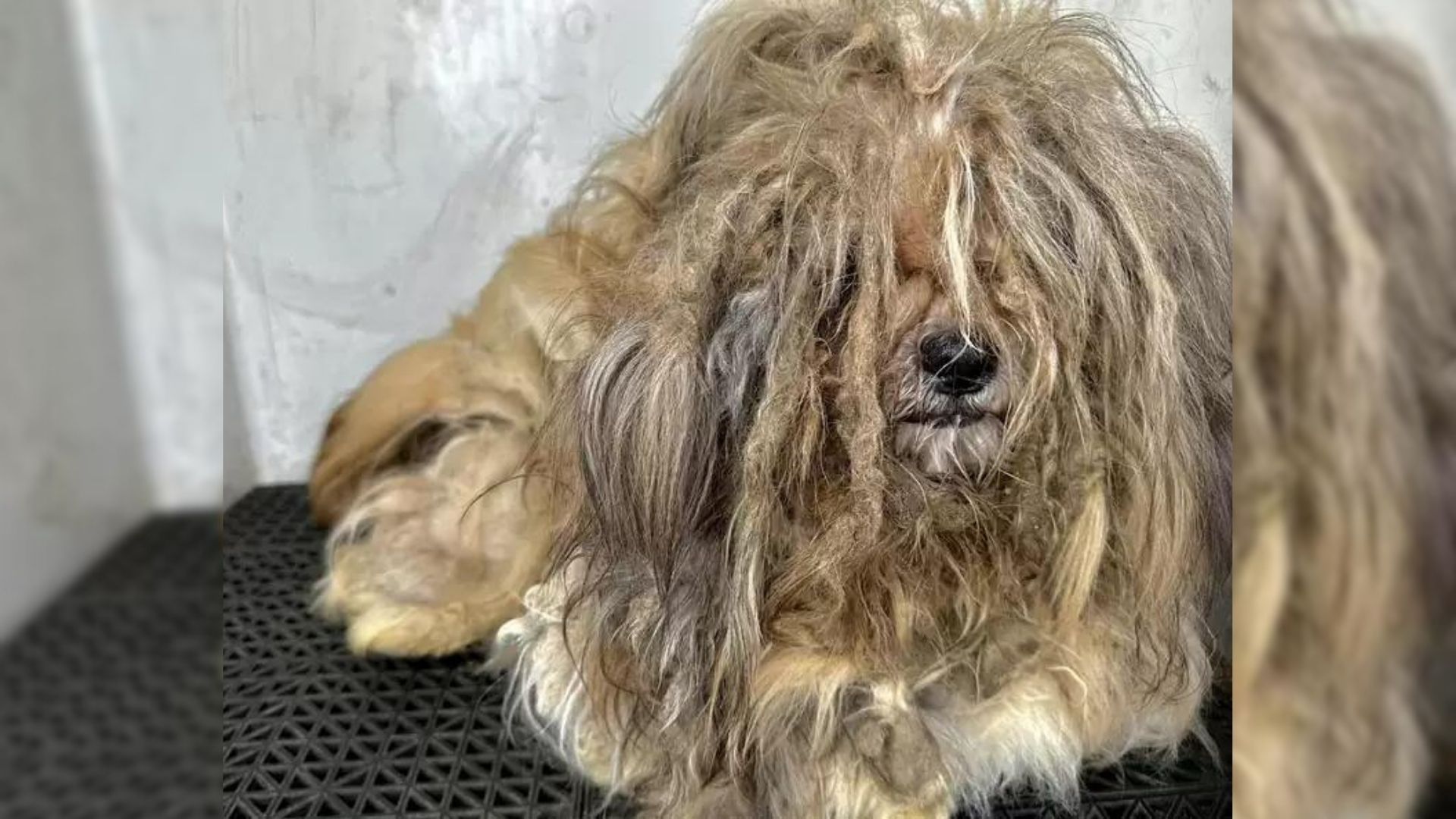 dog with long fur
