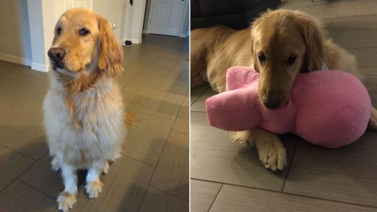 golden retriever with a pink toy