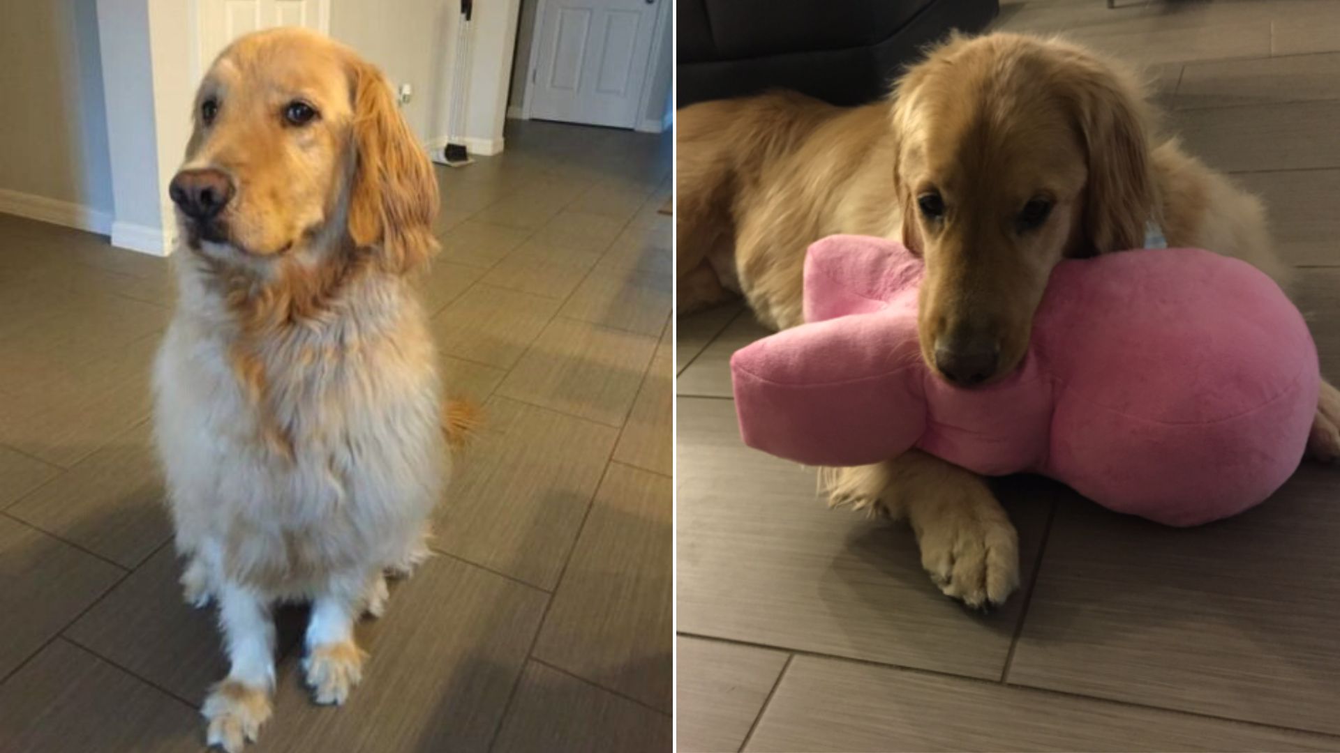golden retriever with a pink toy