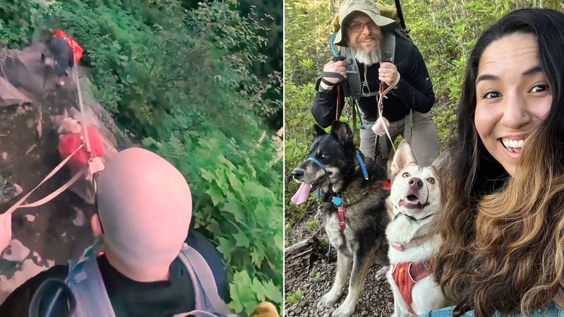 Dog Who Slipped Off A Cliff Ended Up Being Saved By A Very Cautious And Prepared Owner