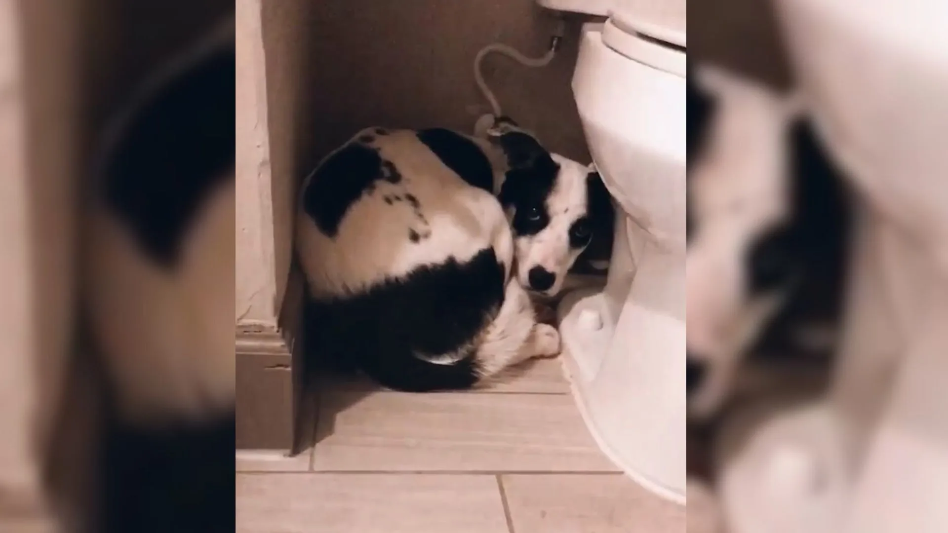 Perro rescatado escondido en el baño sorprende a todos con un gran secreto