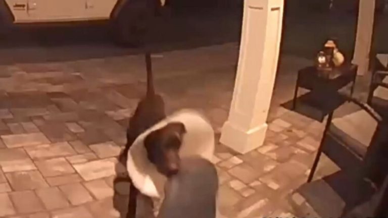 dog stole haloween decorations