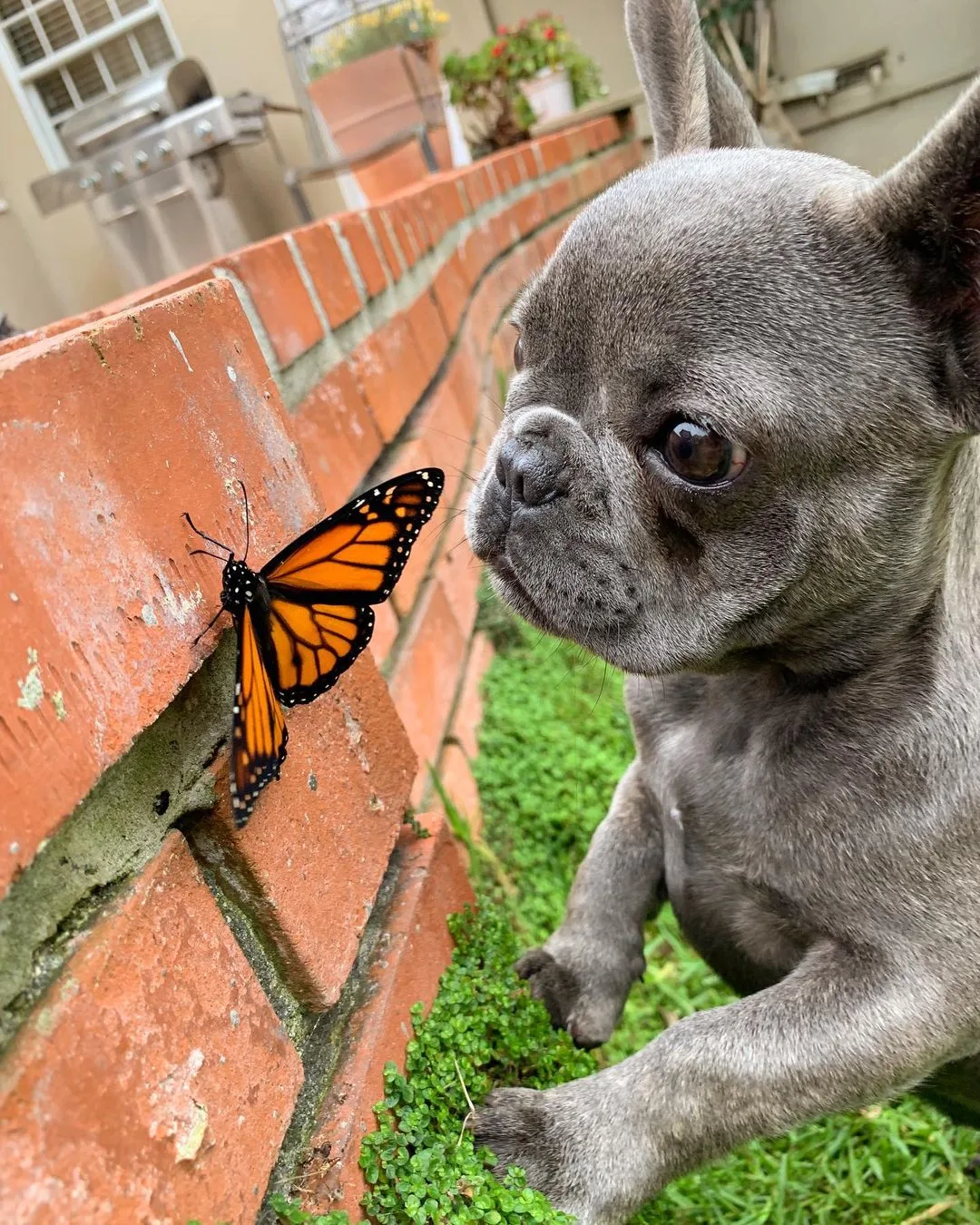Dog and butterfly