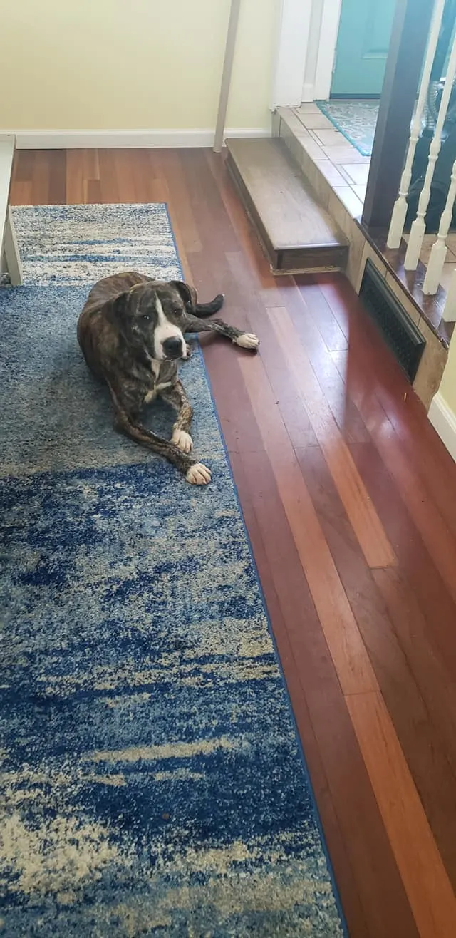 Dog laying on a floor