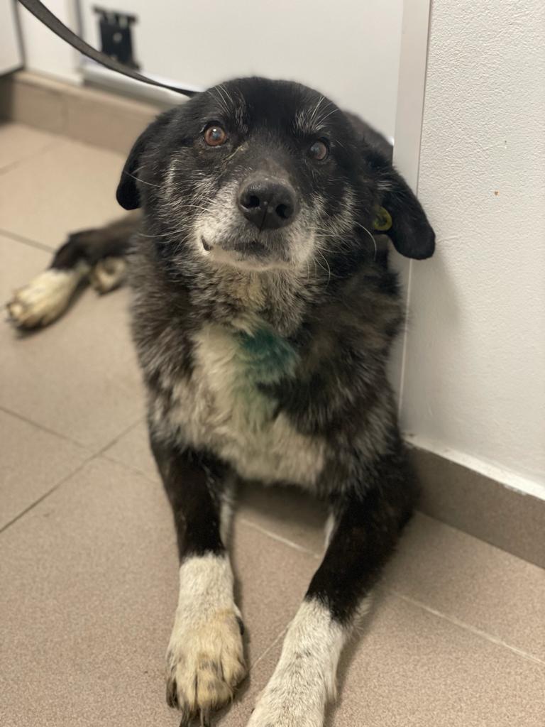 Dog laying on a floor