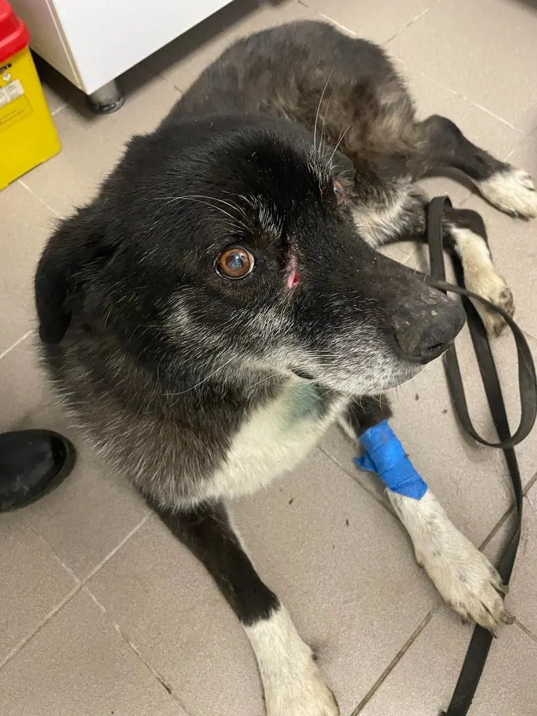 Dog with scar under eye