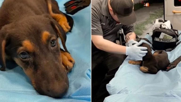 EMT helping a dog