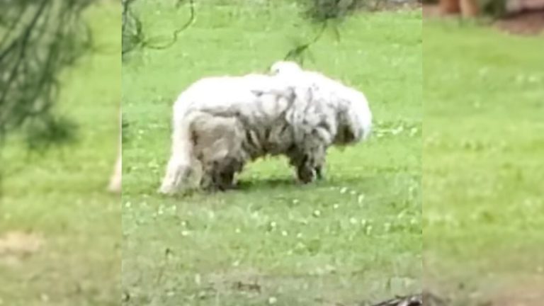 Extremely Matted Dog Who Had Been On The Run For 2 Years