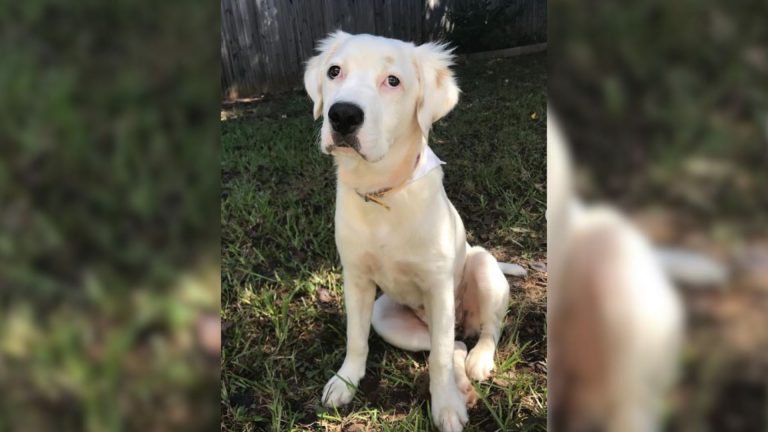 family abandoned dog