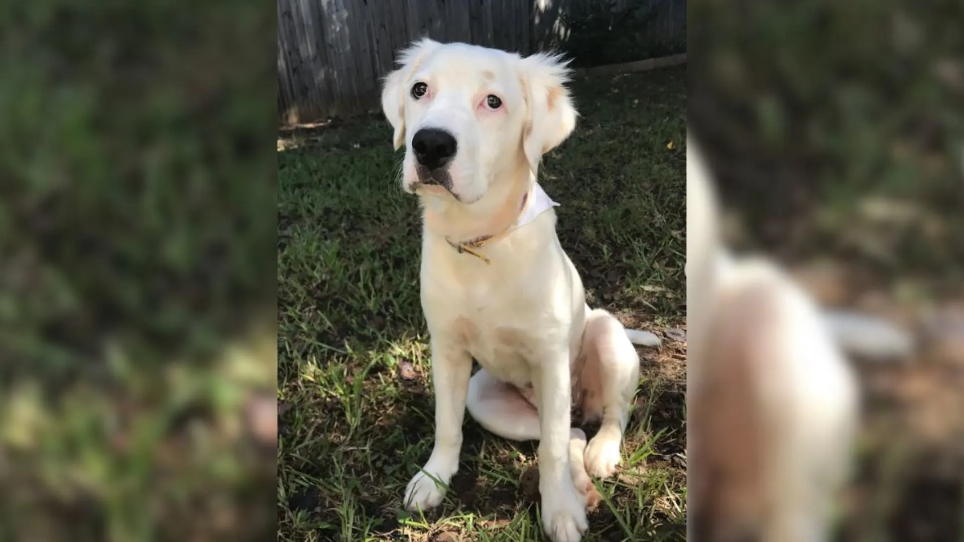 Los dueños ya no querían a su perro y la llevaron a un refugio