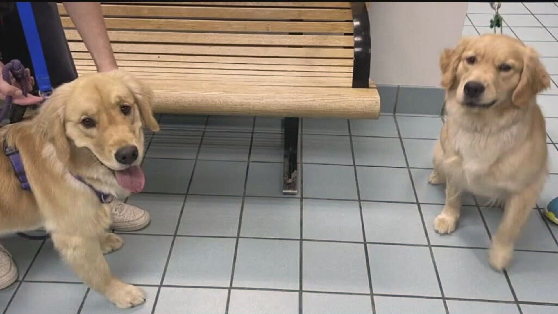 Virginia Family Brings Home The Wrong Golden Retriever From Doggy Daycare