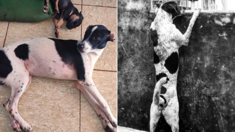 photo of missing dog