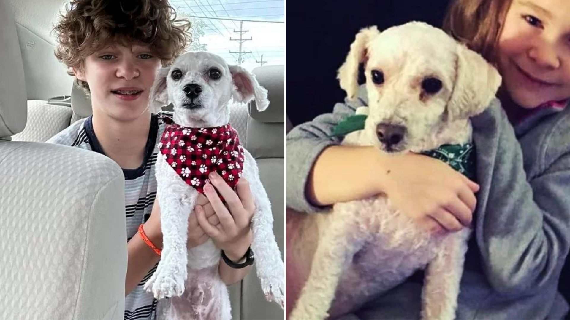 Family Came Back Home With Their Dog After A Groomer’s Appointment Only To Realize Something Was Wrong