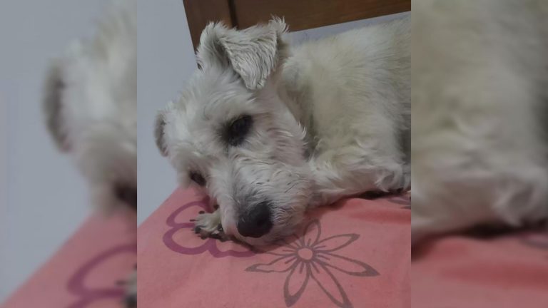 puppy lying on pink sheet