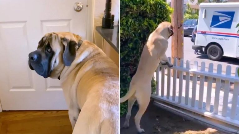 a friendly dog is in the yard every morning