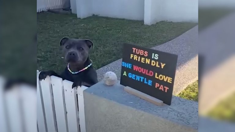 cute black dog