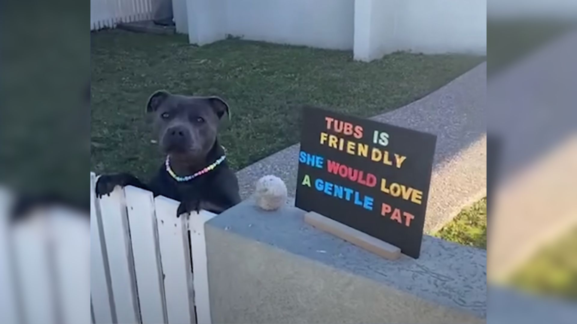 Friendly Dog Waits By The Fence Every Day To Give Her Neighbors Cute Hugs