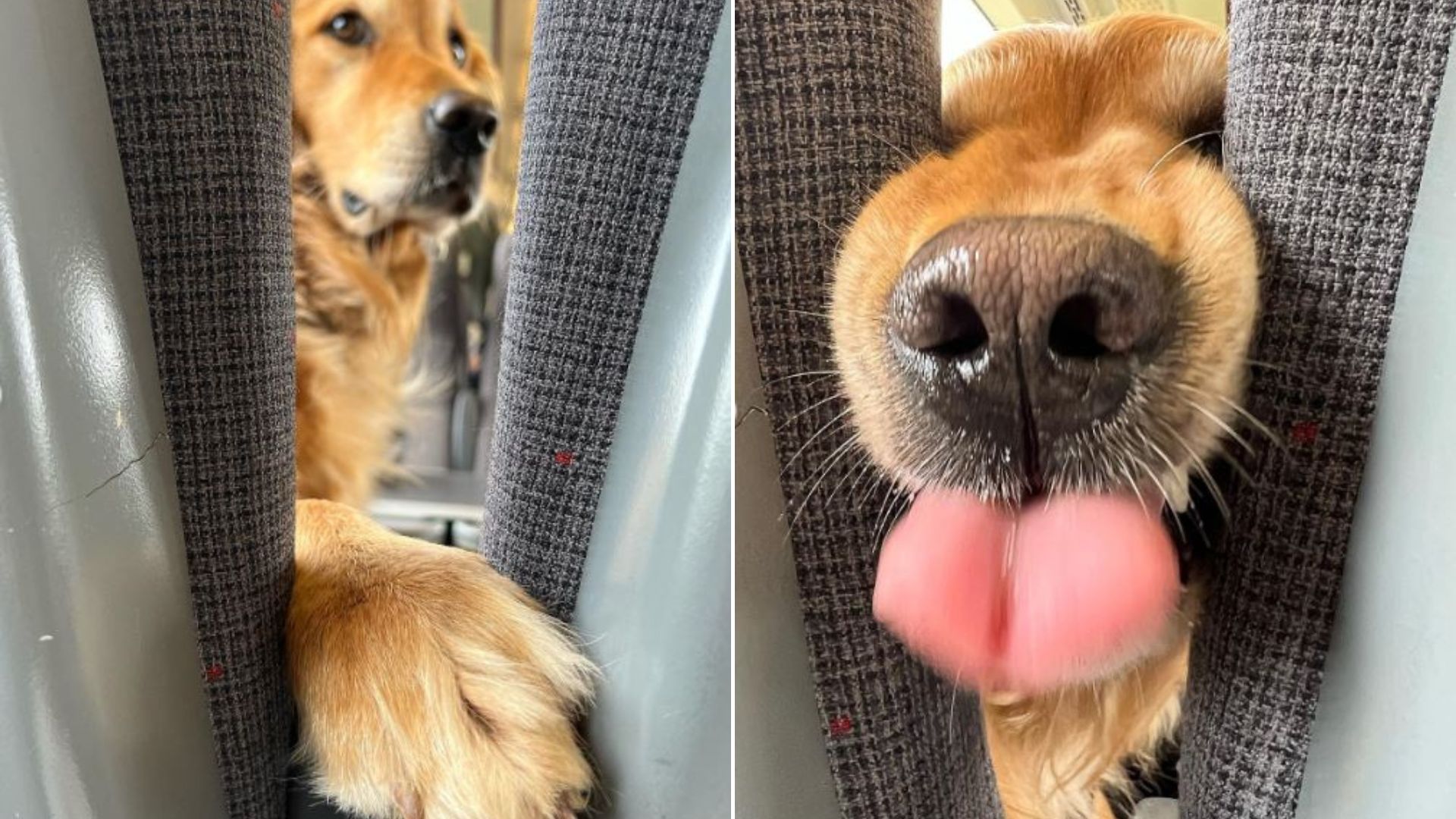 golden retriever peeking between seats