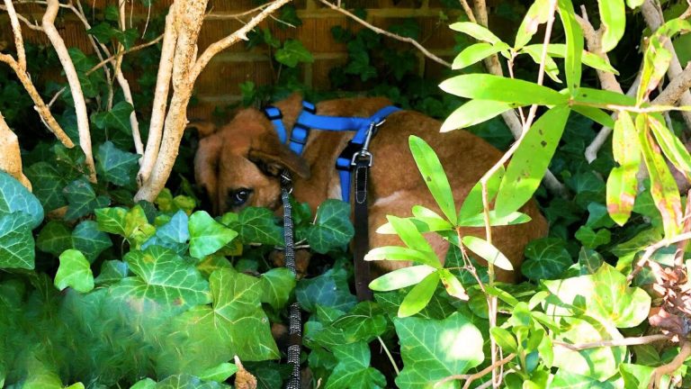 foster dog hiding in the bushes