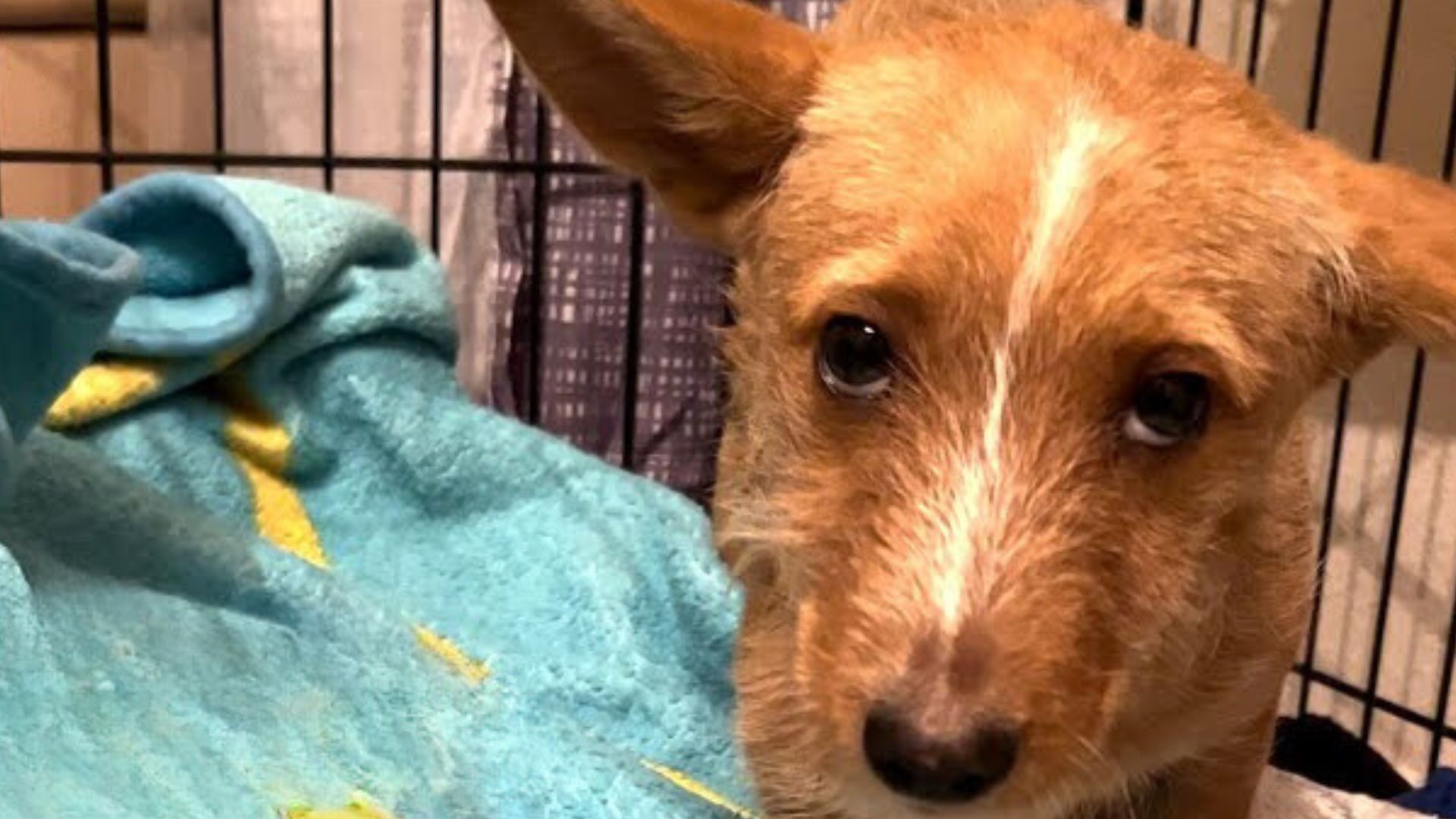 Woman Noticed A Stray Dog Sitting In Her Backyard So She Went To Help Him